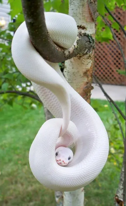 Animales