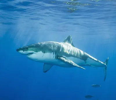 Los tiburones más raros: