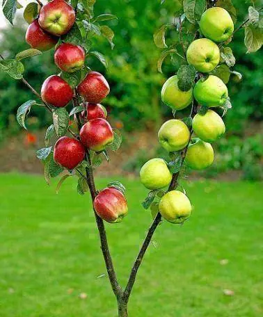 Las cosas más increíbles del mundo. (Naturaleza & Anim