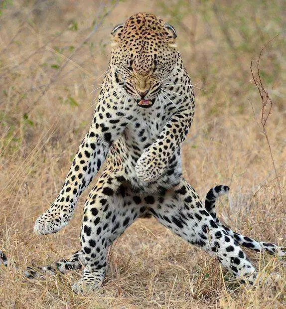 animales acuaticos
