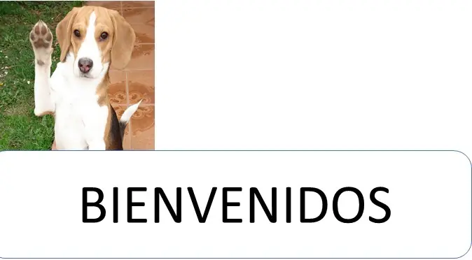 A que no te imaginabas las evolución de estos perros