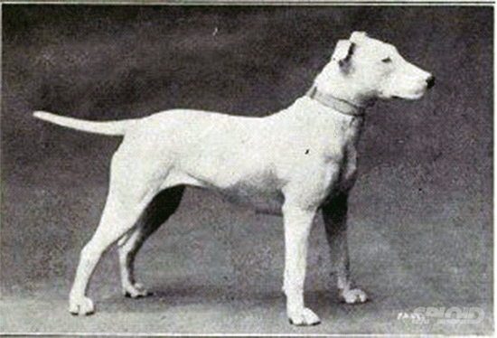 perro salchicha