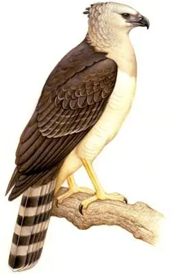 Aguila