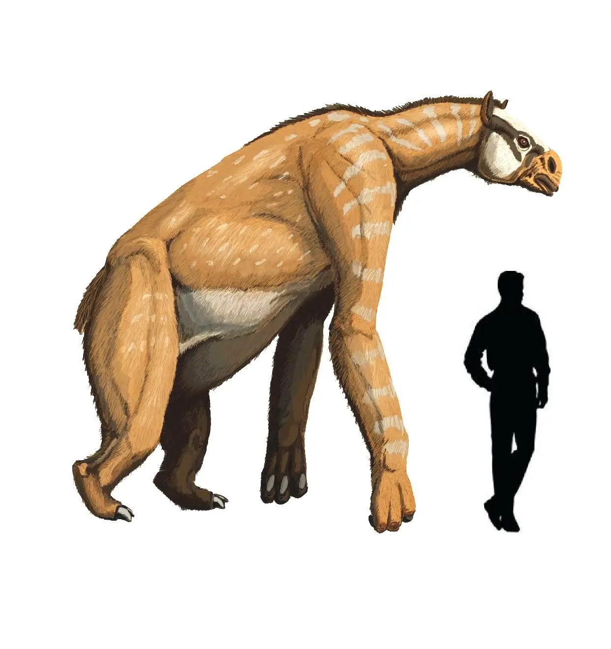 cenozoico