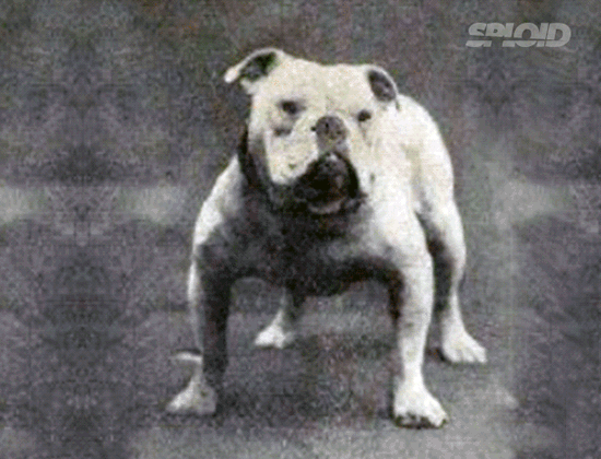 bulldog ingles