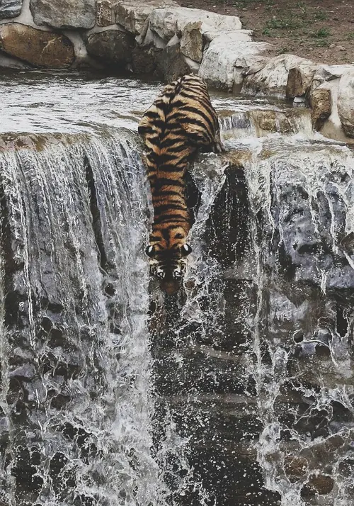 animales invertebrados