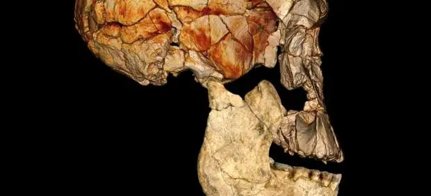 Hallan tres fósiles de nueva especie de homínido en Kenia