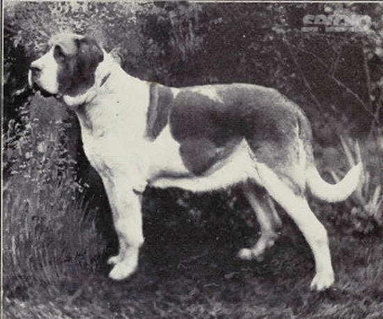 basset hound