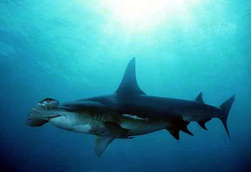 tiburón