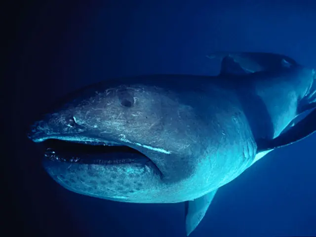 Tiburón Duende