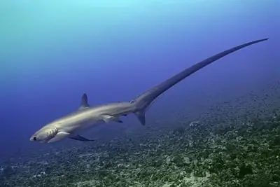 tiburón martillo