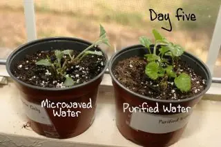 microondas