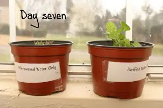 plantas