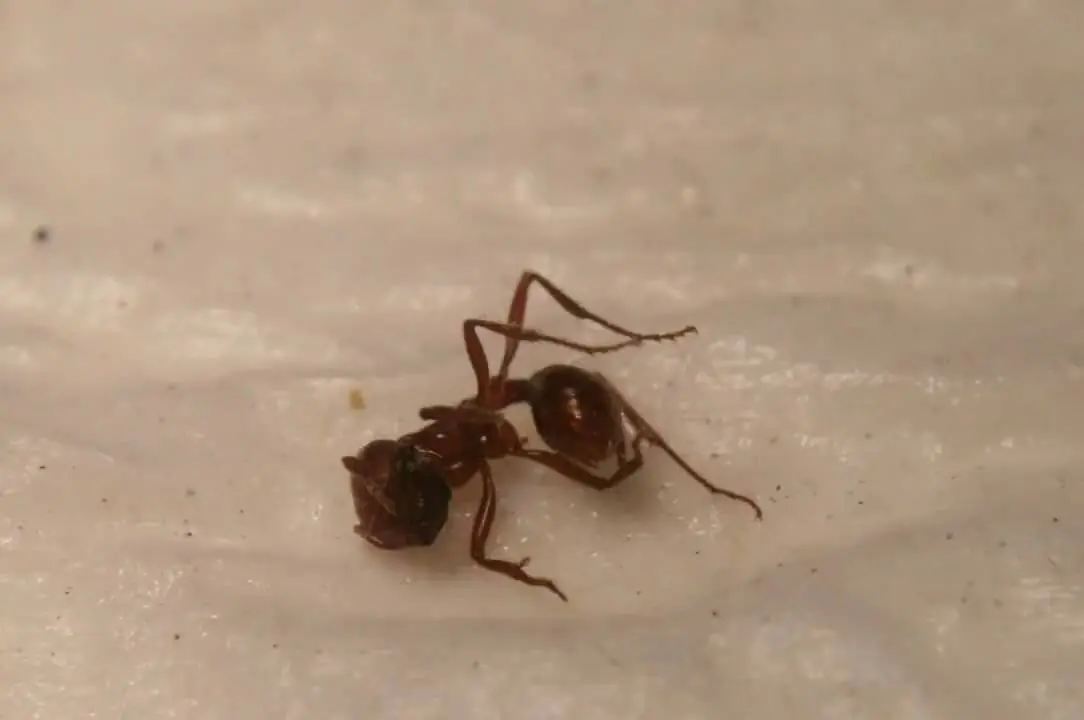 Antártida: Hechos curiosos