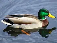 patos