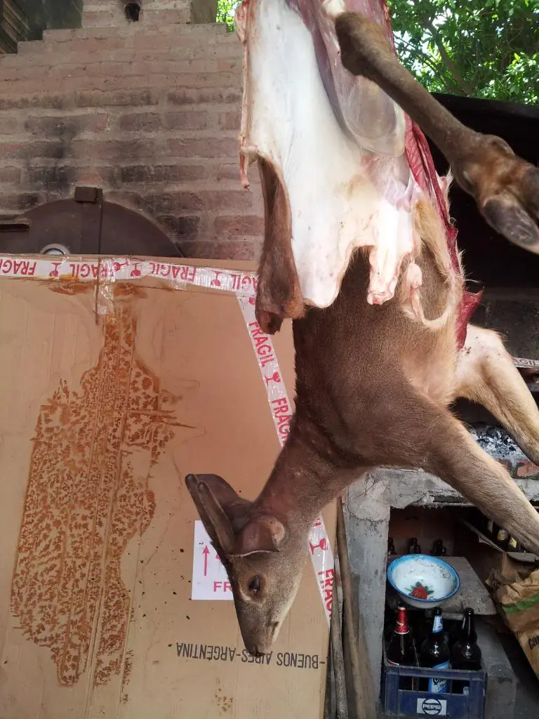 parrilla