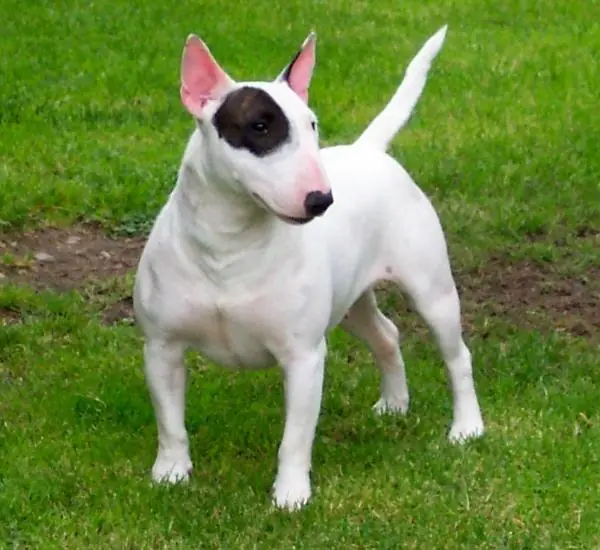 perro