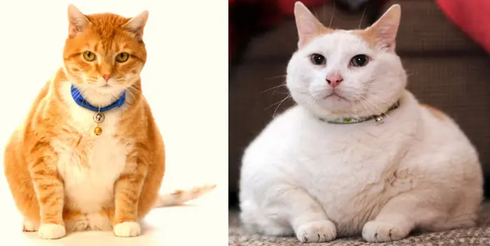La obesidad en gatos puede provocar su muerte