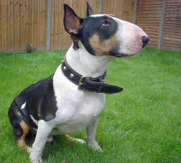 [ Bull Terrier Un perro de Compañia ]
