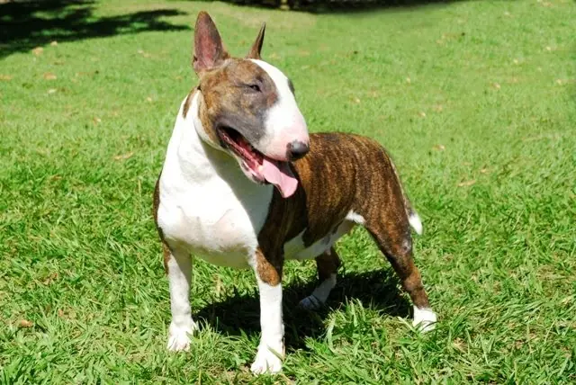 perro