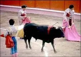 la realidad de las corridas de toros
