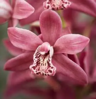 7 Consejos Para Cuidar Tus Orquídeas