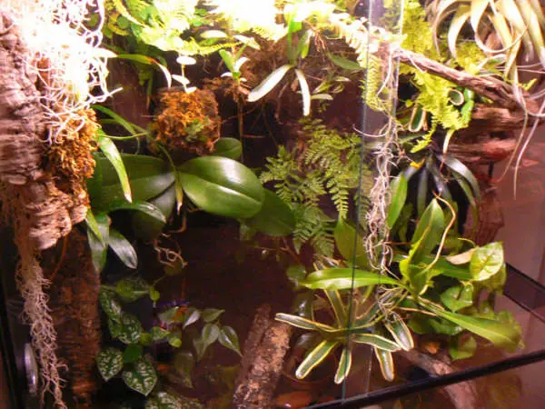 Cómo fabricar un buen terrario tropical!