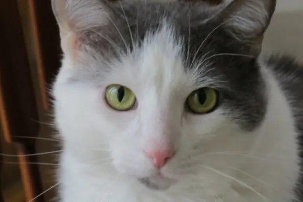 ¿Sabes cómo ven los gatos?