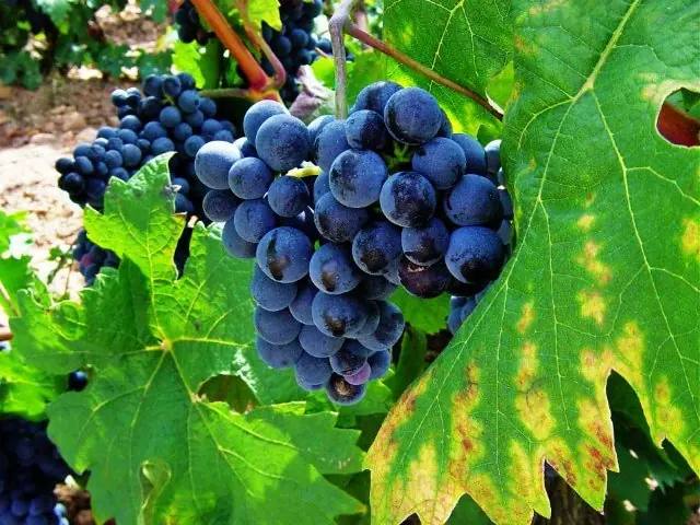 uvas