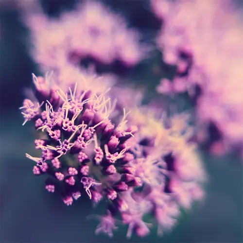 Las mejores fotografias de flores (Geniales)