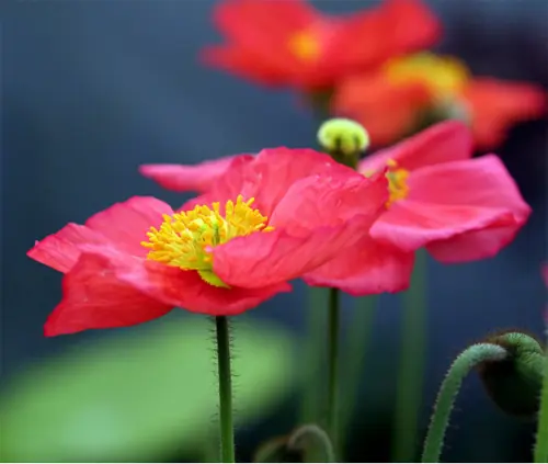 flores hermosas