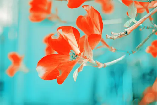 flores lindas