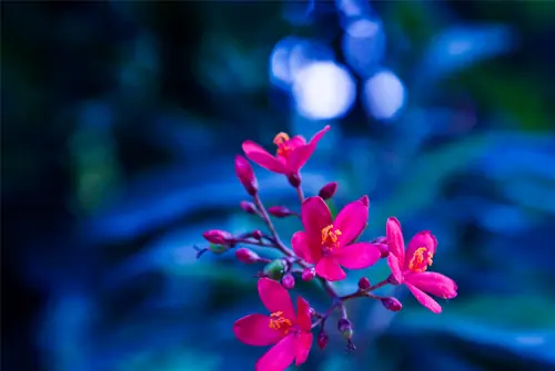 flores coloridas