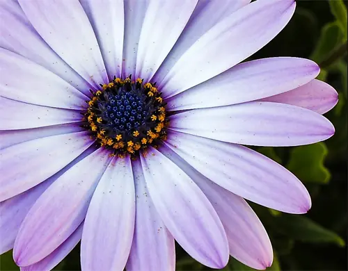 imagenes de flores