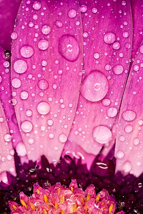 fotografias de flores