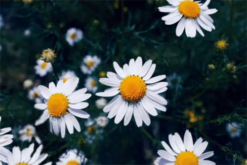 flores