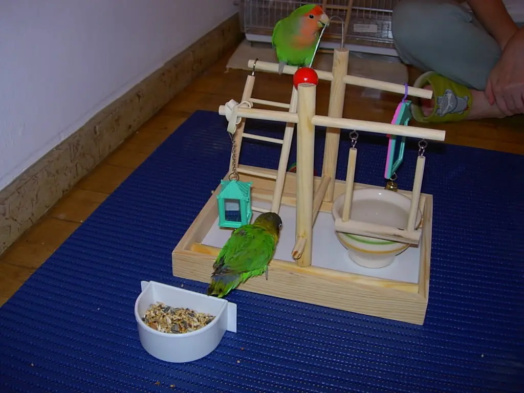 aves