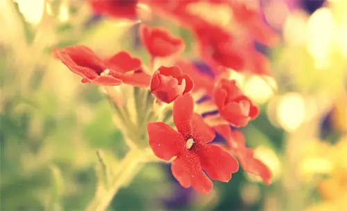 flores lindas
