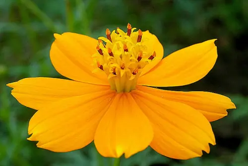 imagenes de flores