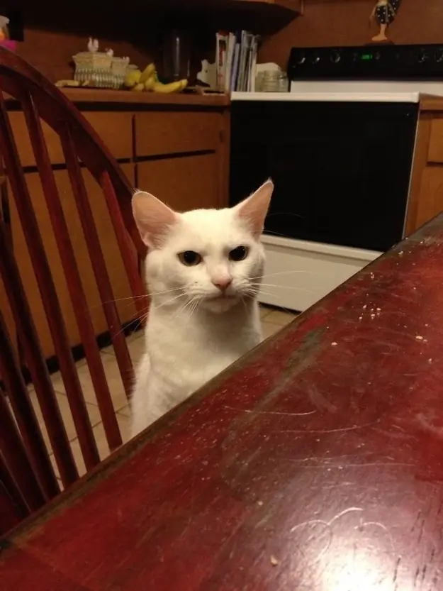 gatos