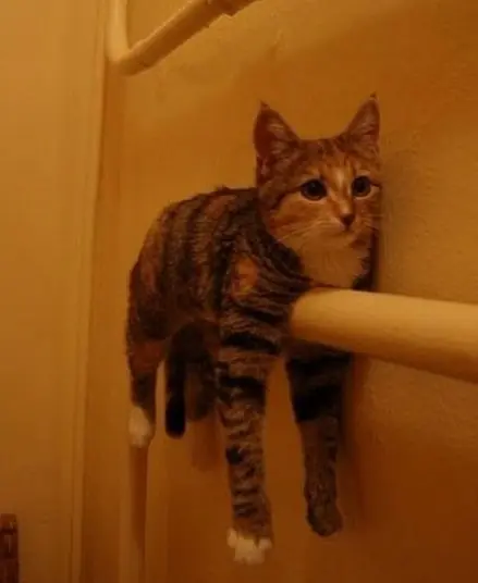 Los gatos como nunca los has visto.