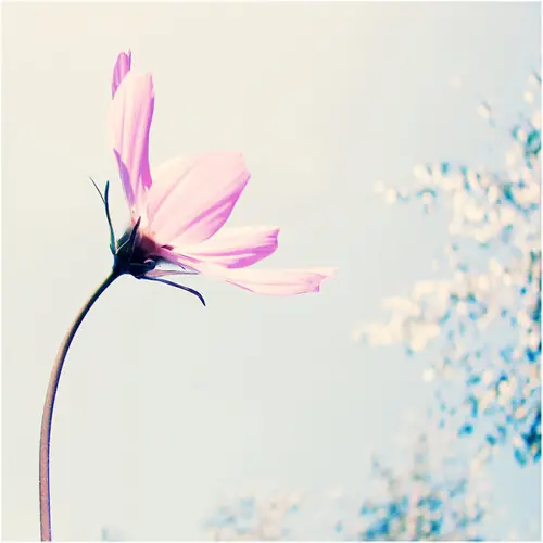 fotografias de flores