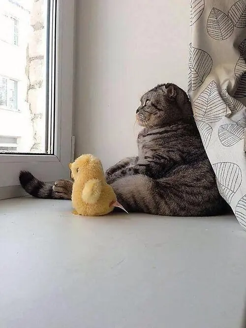 gatos