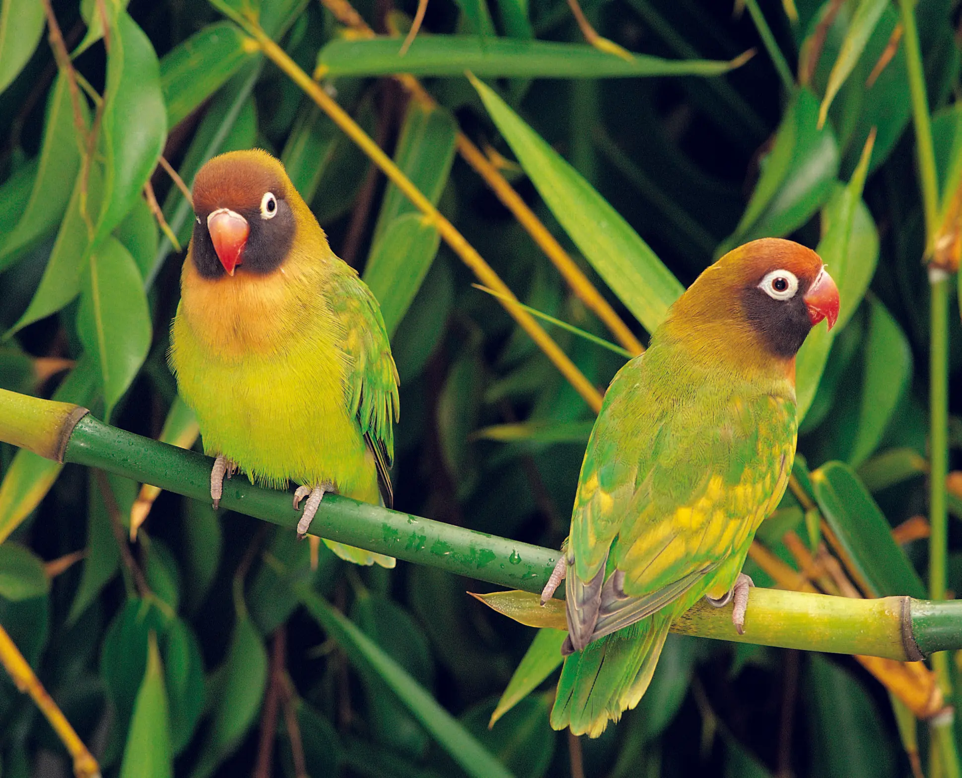 aves