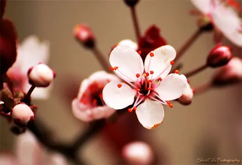 flores