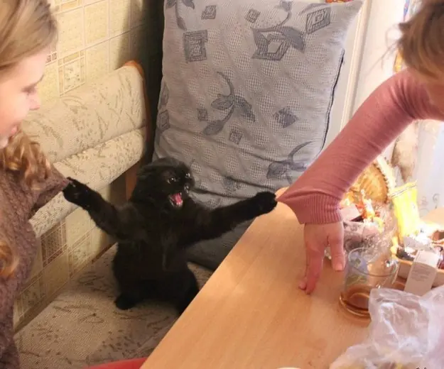gatos