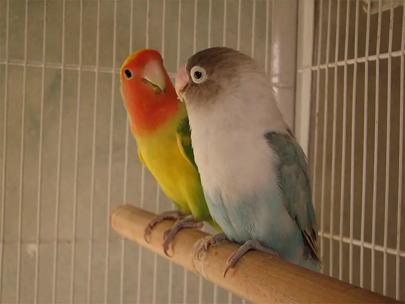 aves