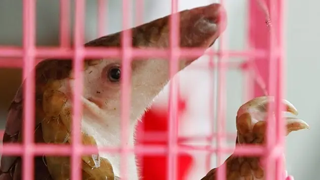 Se salvarían de la extinción, si China deja de comérselos