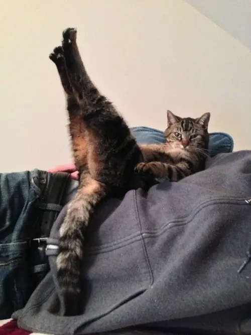 gatos