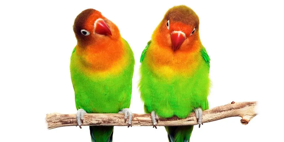 agapornis